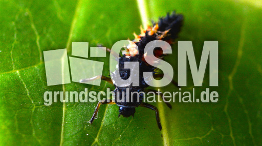 Asiatischer Marienkäfer_Larve (2).jpg